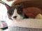 . Kitty .