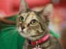 Aurora - MEET ME @ PETCO