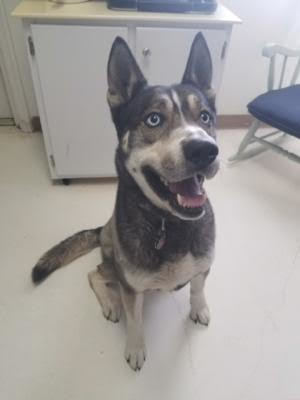 . Meeko .