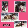 Koda