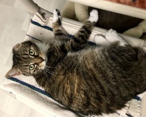 . Mittens .