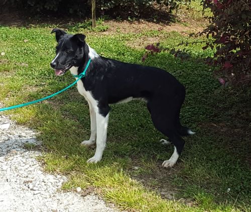 Atticus, Border Collie - 41462800