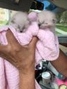 . cleo & chase .