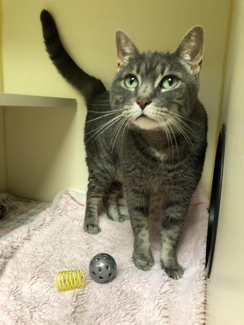. Dellilah! Front Declaw! .