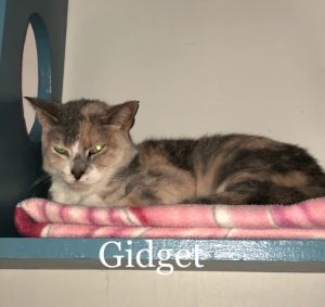 . Gidget .