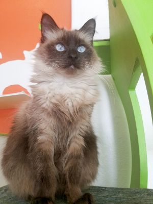 . Princess Kitty .