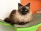 . Princess Kitty .