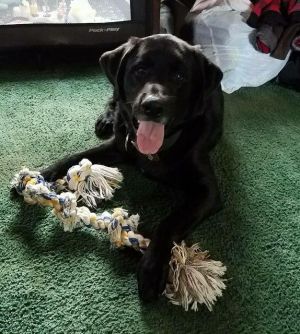 . Tonka .