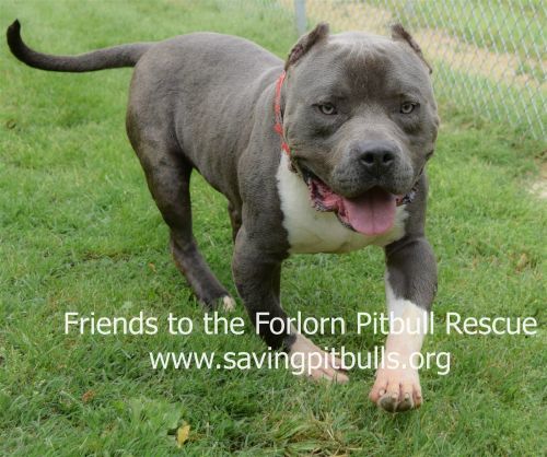 adopt a bulls fttf
