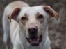 Goldie **$100 to Adopt**