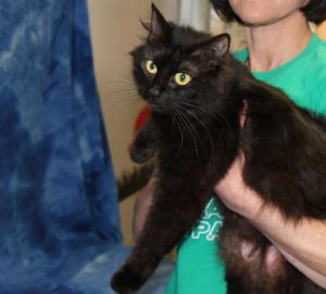 . Salem is at Petsmart .