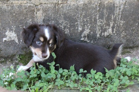 . Puppies-1 .