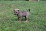 . Puppies-1 .