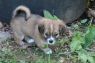 . Puppies-1 .