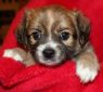 . Puppies-1 .
