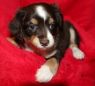 . Puppies-1 .
