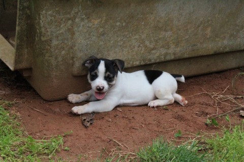 . Puppies - No 2 .