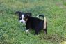 . Puppies - No 2 .
