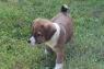 . Puppies - No 2 .