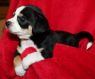 . Puppies - No 2 .
