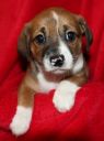 . Puppies - No 2 .