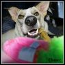 . Chance (special needs) .