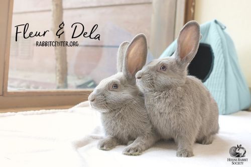 . Fleur & Dela .