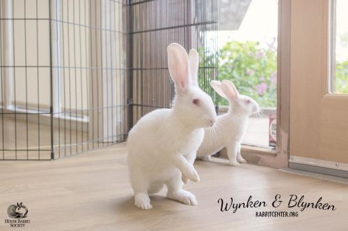 . Wynken & Blynken .