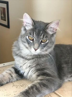 . Leo .