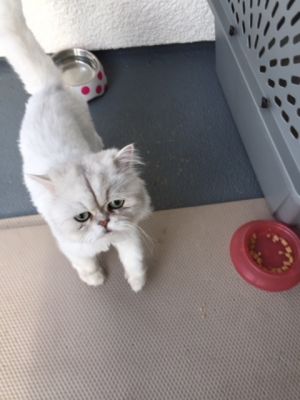 . Mikey (bonded with Lia) .