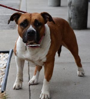 . Bailey-P4P dog .