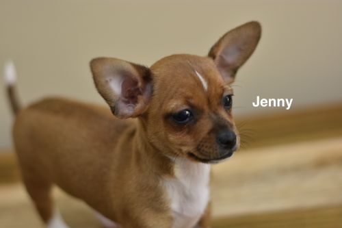 . Jenny .