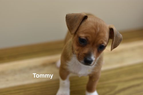 . Tommy .