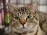 Elliott - MEET ME @ PETCO