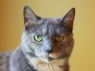 Nibbles *FREE to Adopt*