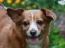 Tina **FREE TO ADOPT**
