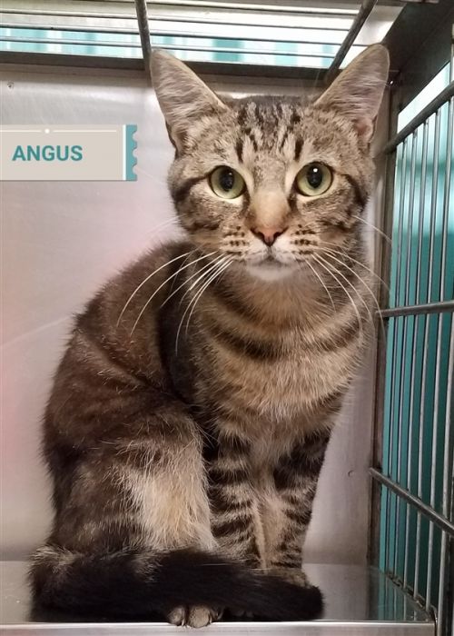 . Angus .