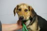 Netta HOLD FOR RESCUE