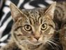 Cuddles - MEET ME @ PETCO