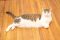 . Rookie - At Adoption Center .