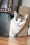 . Rookie - At Adoption Center .