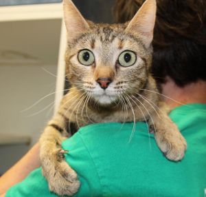 . Peaches is at Petco .