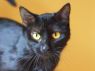 Fiona - MEET ME @ PETCO 5/19!