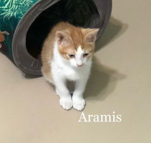 . Aramis .