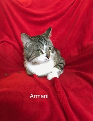 . Armani .