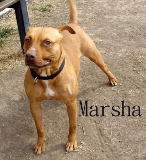 . Marsha-Pups4Parole .