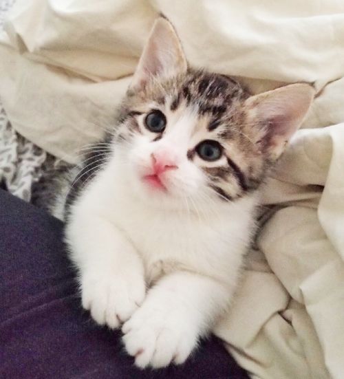 . Kylo .