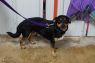 Howard HOLD FOR RESCUE