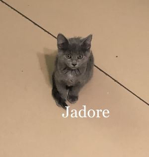 . Jadore .