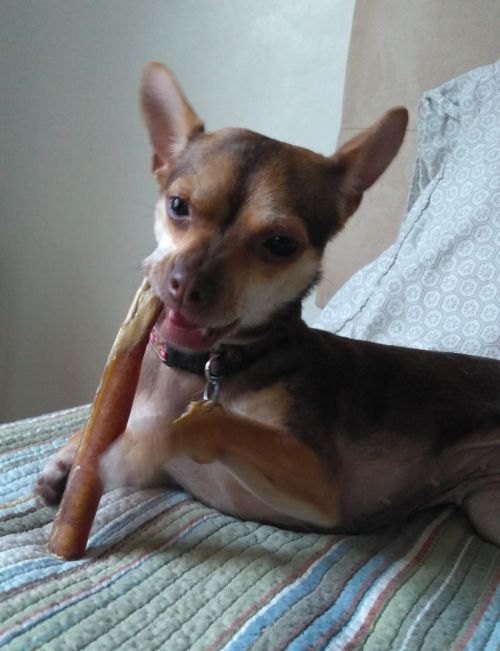Year Old Rescue Dog Very Timid Year Old Rescue Dog Very Timid